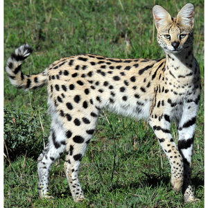 Leptailurus-serval.jpg