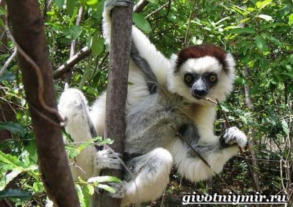 sifaka-lemur-obraz-zhizni-i-sreda-obitaniya-lemura-sifaka-4.jpg