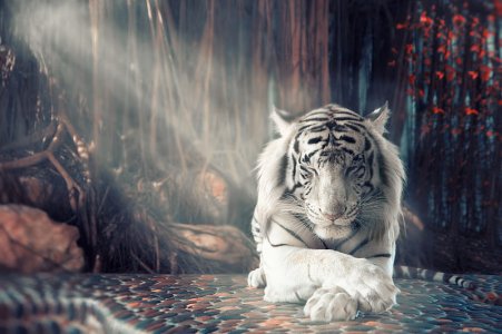 HD-wallpaper-white-tiger-dreamy-white-tiger-tiger-animals.jpg