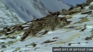 snow-leopard-o.gif