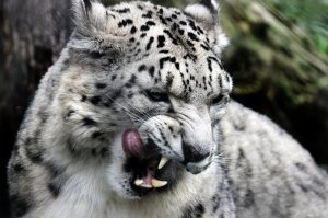 4343_snow_leopard.jpg