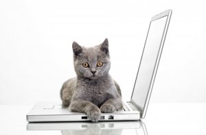 Cats_White_background_Laptops_Grey_Glance_527656_1280x842.jpg