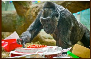 2015-12-22 22-43-04 Columbus Zoo - Colo_s Birthday!.jpg