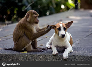 depositphotos_171512862-stock-photo-little-dog-with-a-monkey.jpg